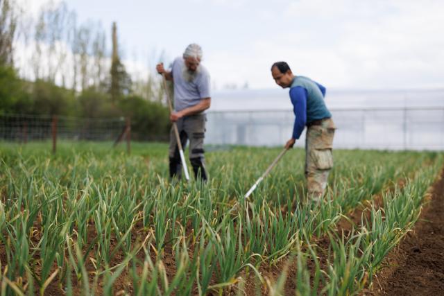 Deux hommes qui travaillent sur un champs