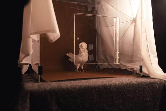 un pigeon dans une cage transparente dans un studio de photographie