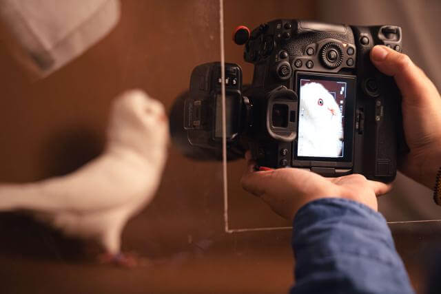 un appareil photo qui photographie un pigeon