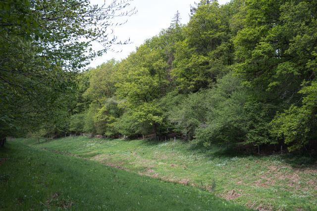 a photo taken in the middle of nature.