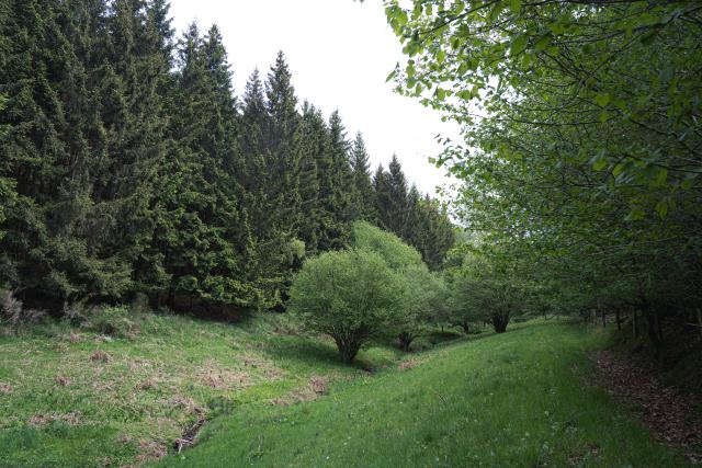 Une photo prise en pleine nature.