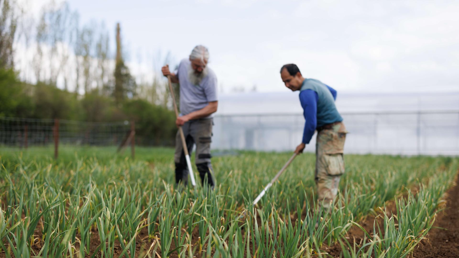Zwei Männer, die auf einem Feld arbeiten