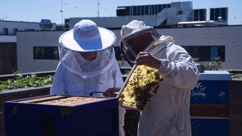 zwei Imker, die einen Bienenstock in der Hand halten